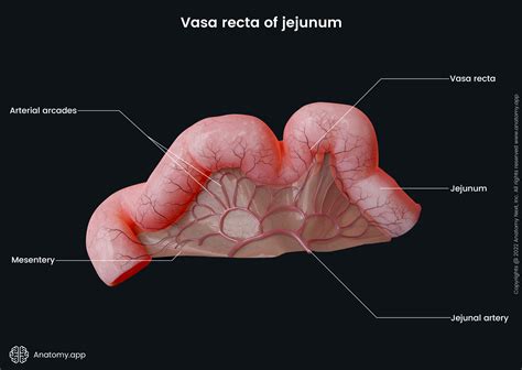 jejunal|picture of the jejunum.